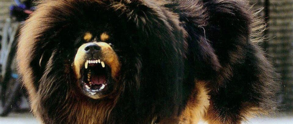 超巨大犬として有名なチベタン・マスティフ
