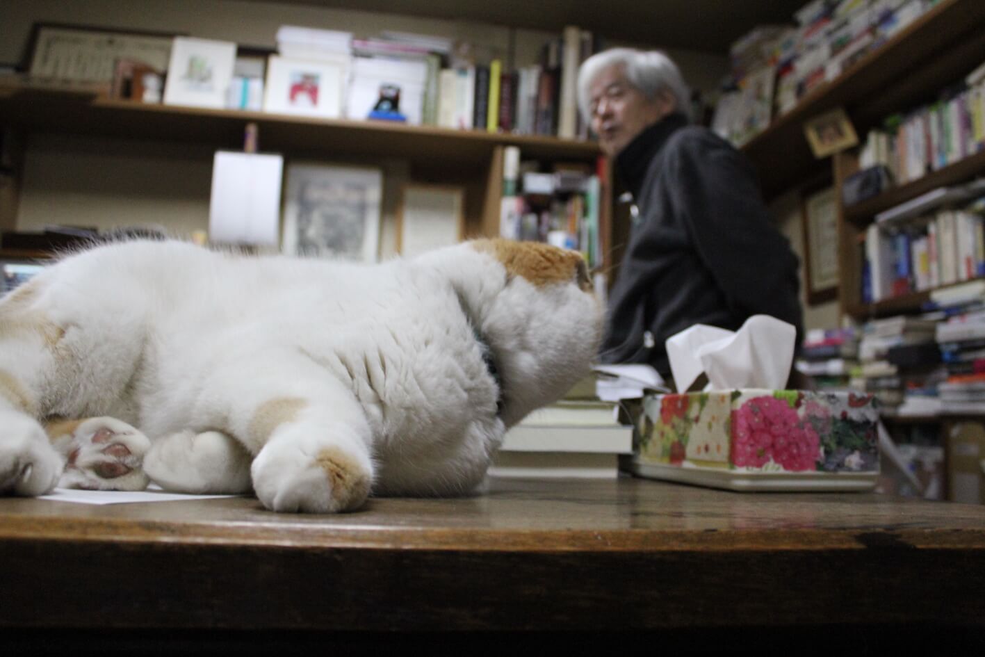 解剖学者・養老孟司さんが愛猫に感謝を捧げる、新刊「まるありがとう