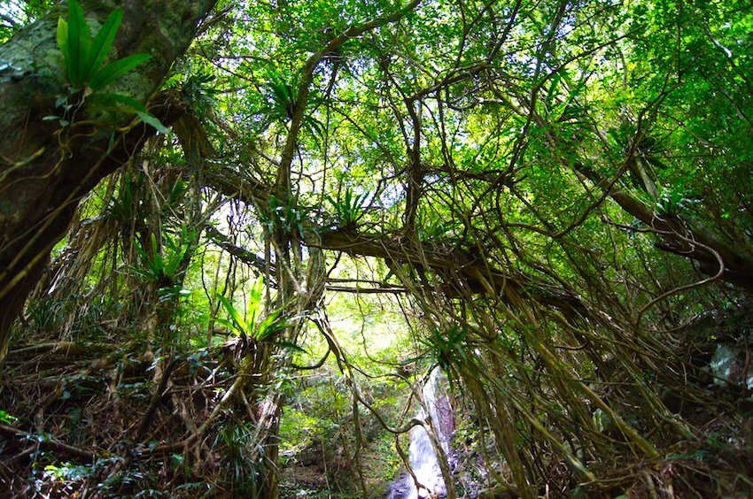 亜熱帯の島で醸される唯一無二の島酒。奄美黒糖焼酎の極上の愉しみ方